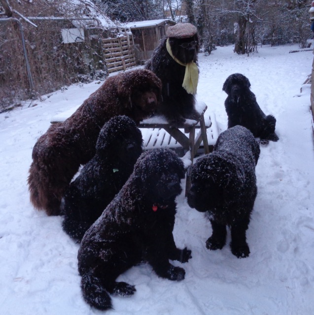 All dogs enjoying the snow in winter