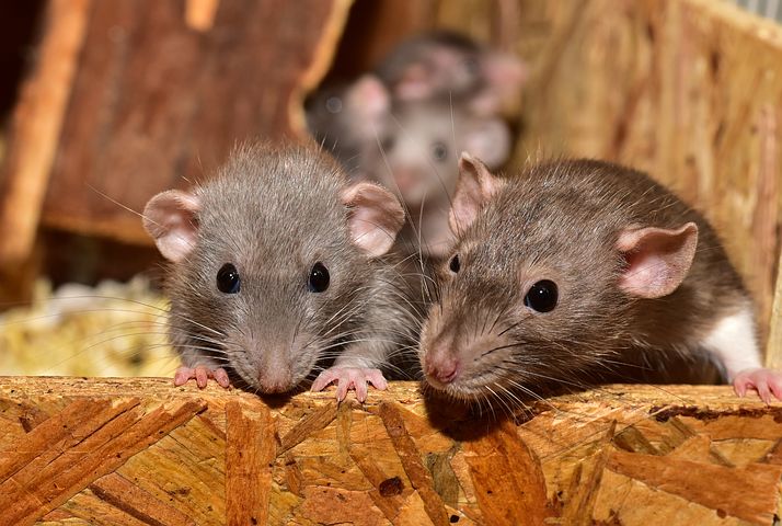 Smart, intelligent and a pain but is that the rat or mankind. Image via Pixabay
