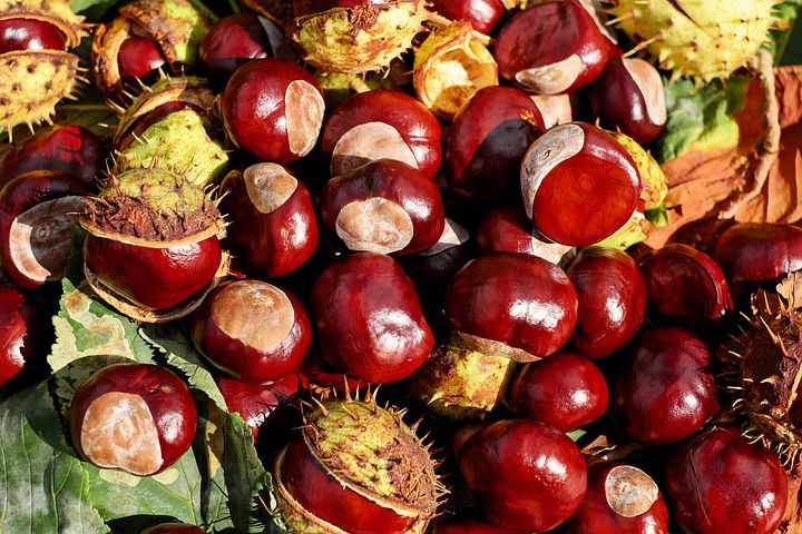 I wonder if the chestnuts will do well in Chandler's Ford this year - Pixabay image