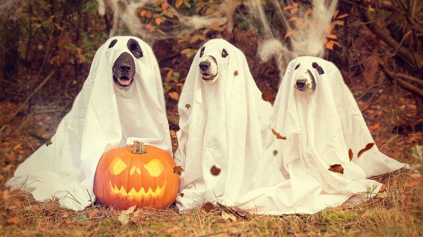 PART 3 - Whatever your view of ghosts, there is something suspicious about these three - Pixabay