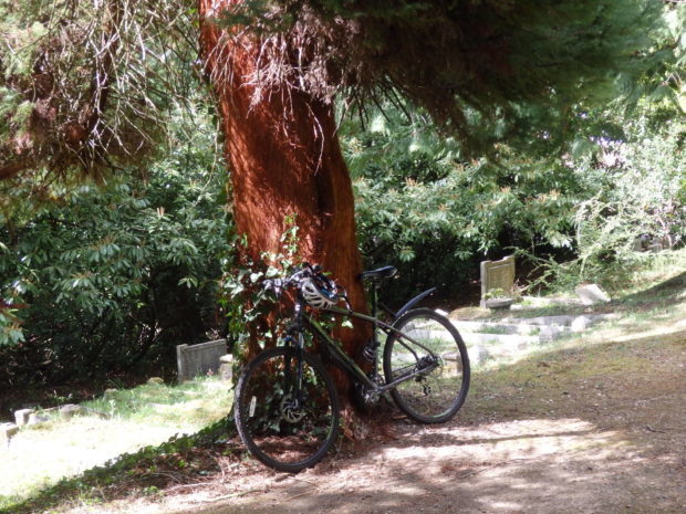 Tree at Pine Road Cemetery