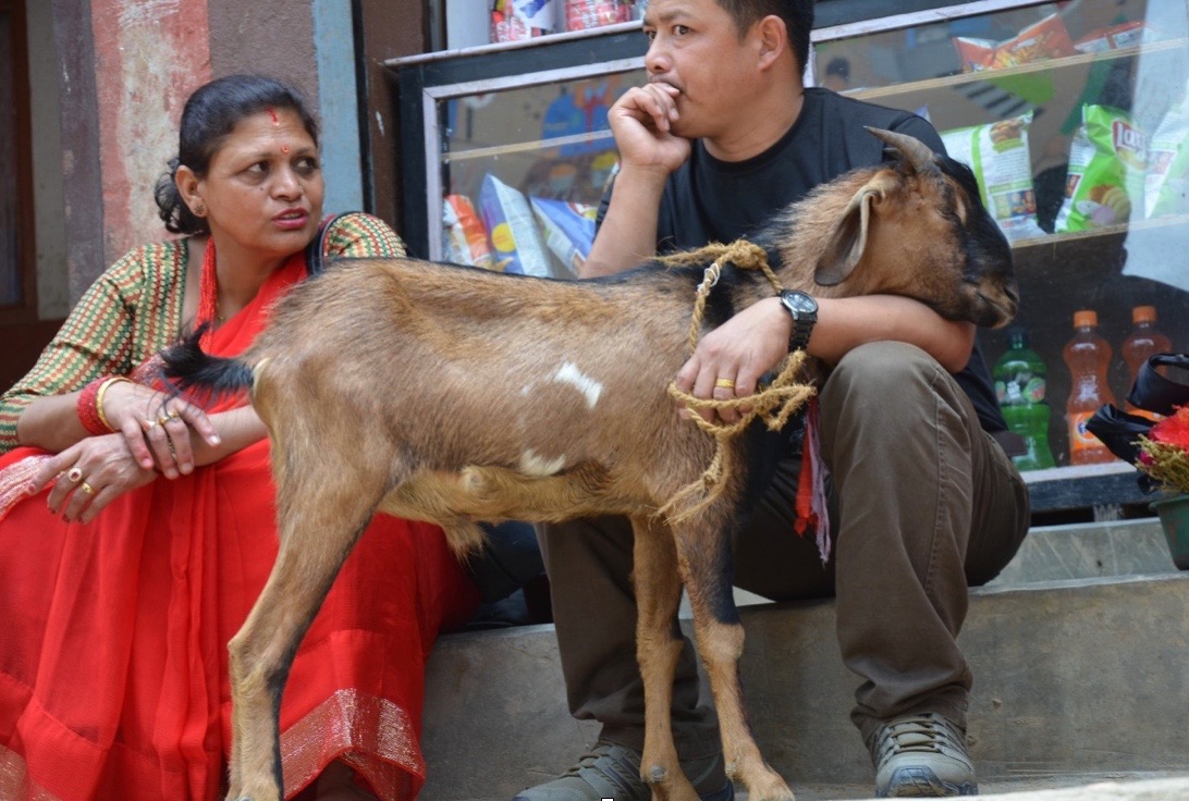 A brown goat nestled its head in the crook of its owner’s arm.