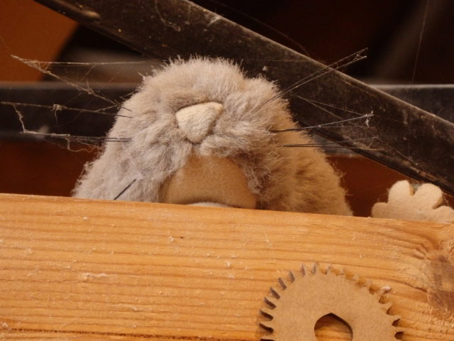 Furry Friend peeping over the top