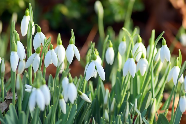 One of the more charming associations with January - the humble snowdrop