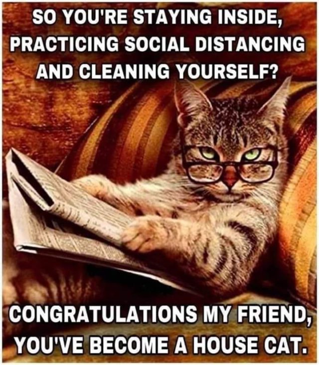 Social Distancing and cleaning yourself? That's a cat's life