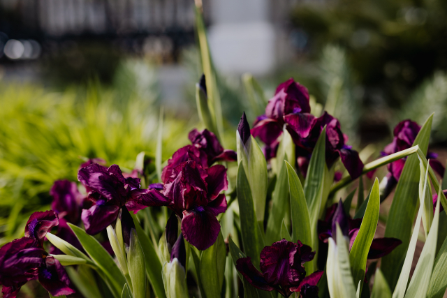 kaboompics_Iris flowers blooming in Madrid Botanic Garden