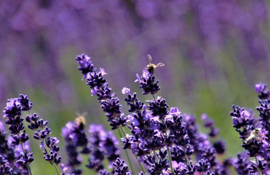 lavender image from Pixabay