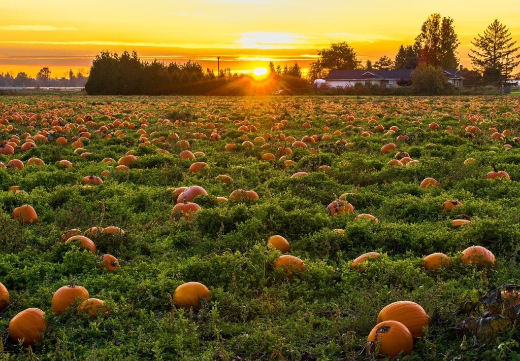 pumpkins image via Pixabay