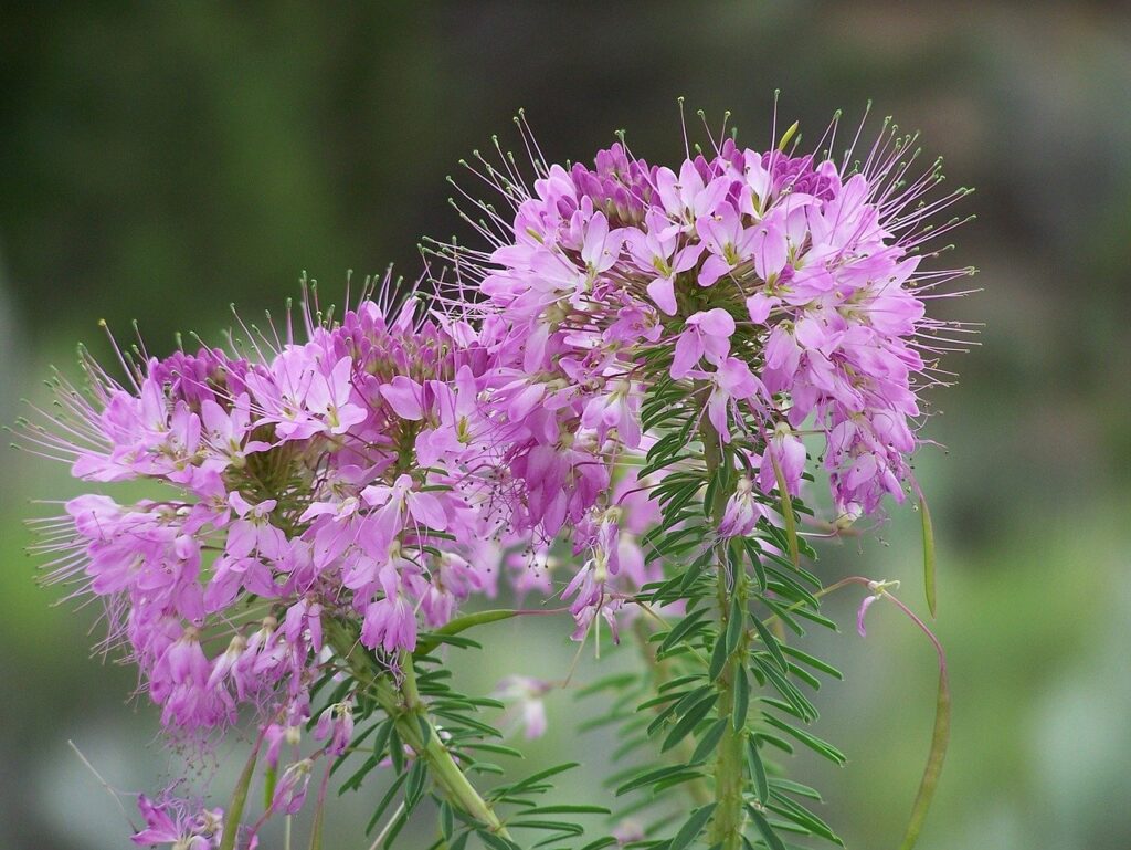 fireweed image by skeeze via Pixabay