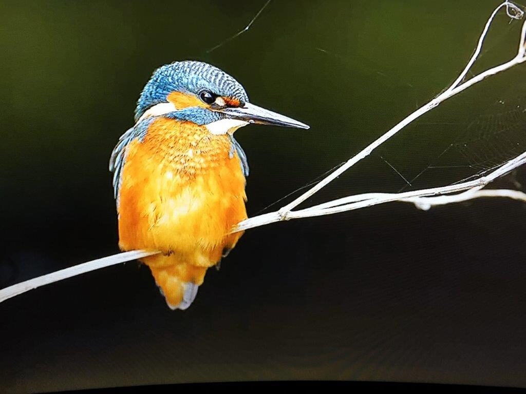Kingfisher by Mike Lane FRPS