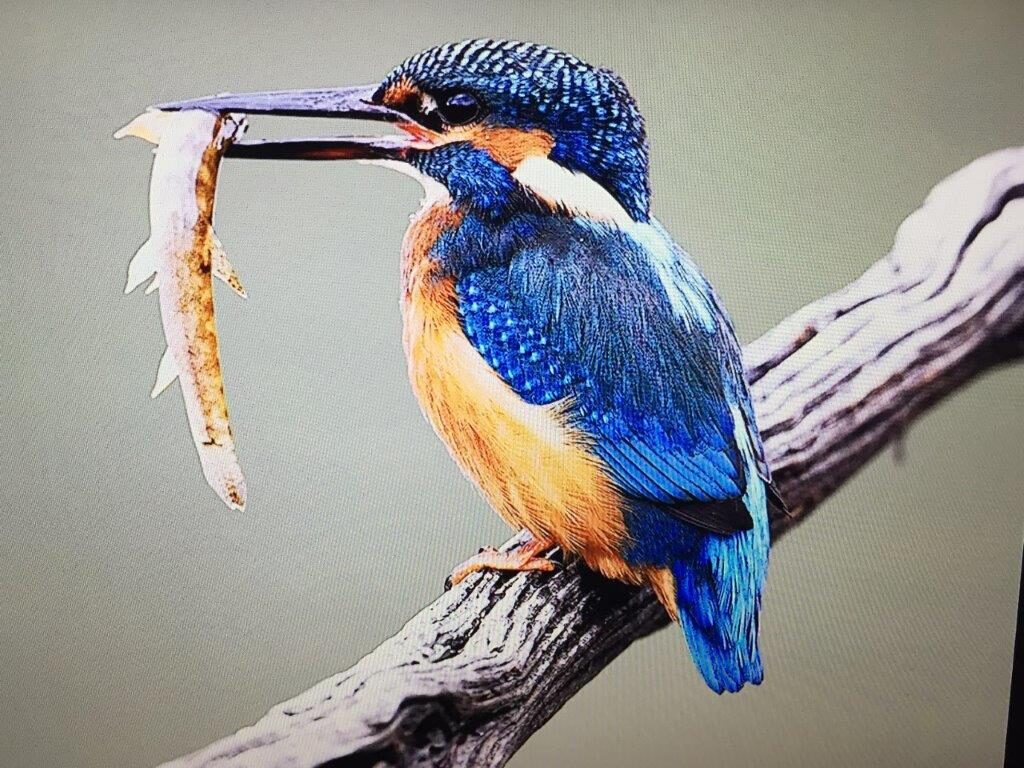 Kingfisher by Mike Lane FRPS 