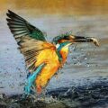 Kingfisher by Mike Lane FRPS