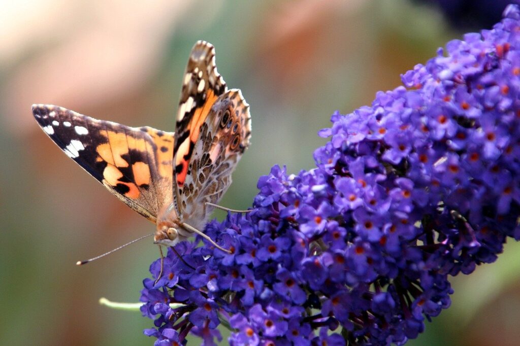 Butterfly and flower image by rycky21 via Pixabay