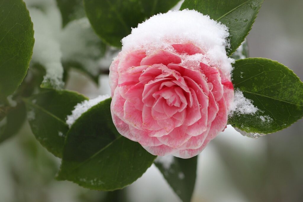 Camellia image by Nennieinszweidrei via Pixabay