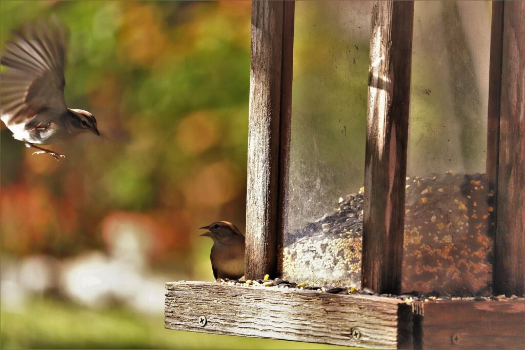 Image by George from Pixabay