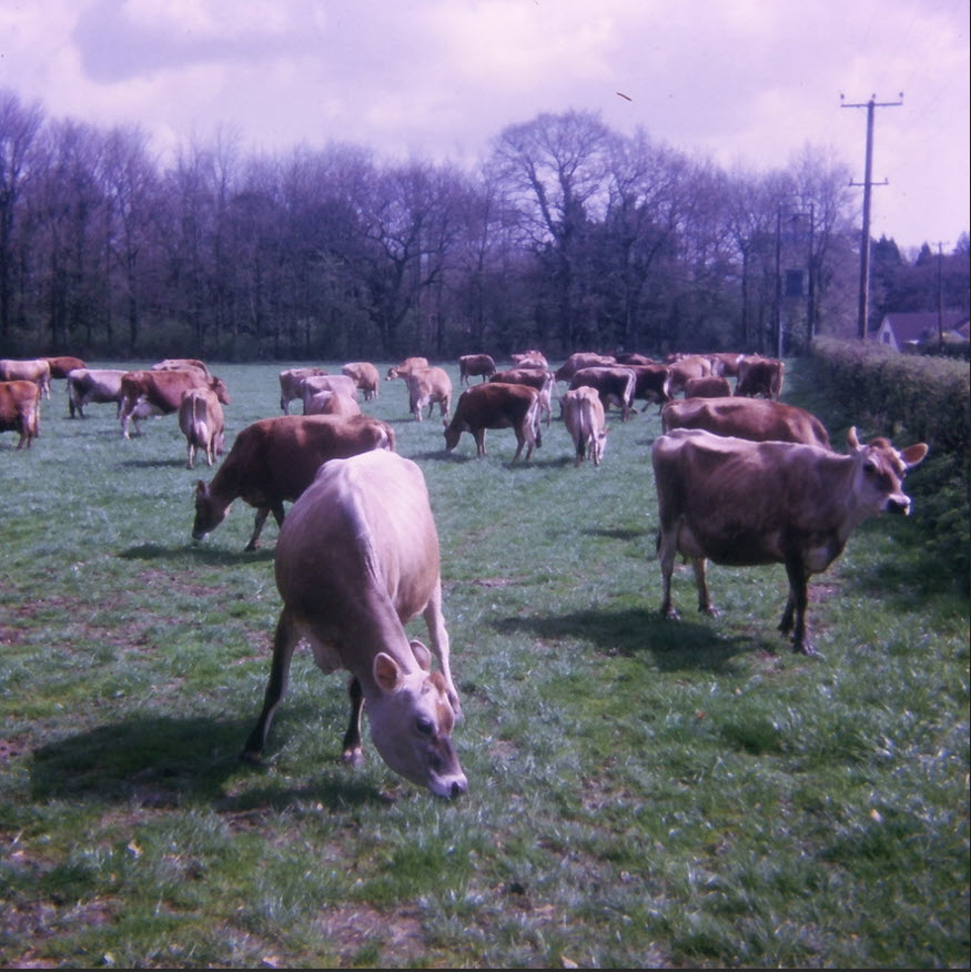 Cows in Hockey Field