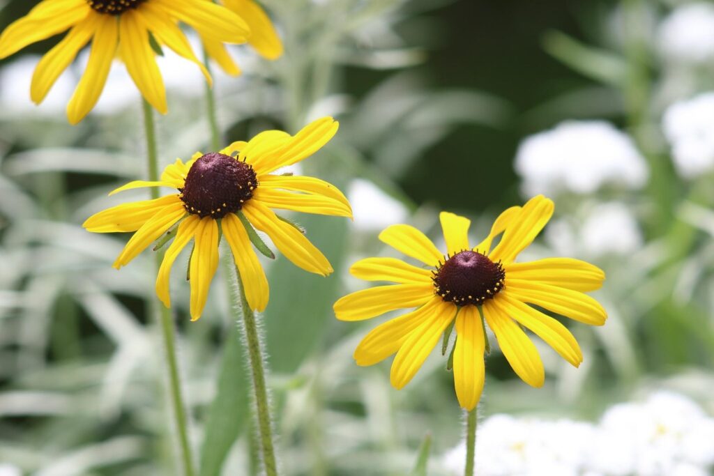 Image by Анна Иларионова from Pixabay