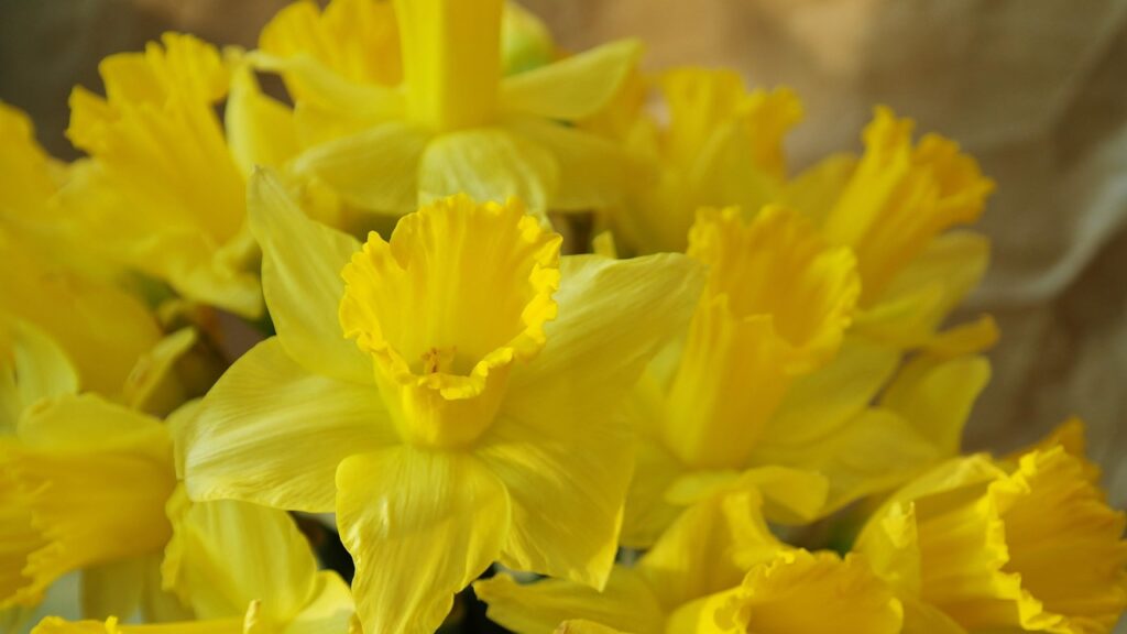 ritae-daffodil-photo via Pixabay