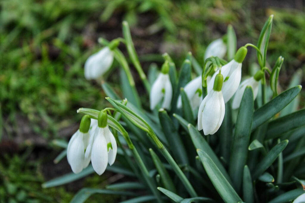 snowdrop image by armennano via pixabay