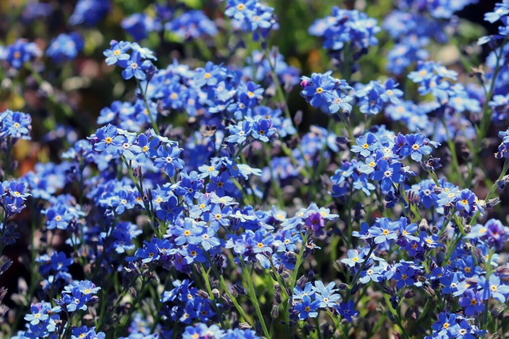 Image by Manfred Richter from Pixabay