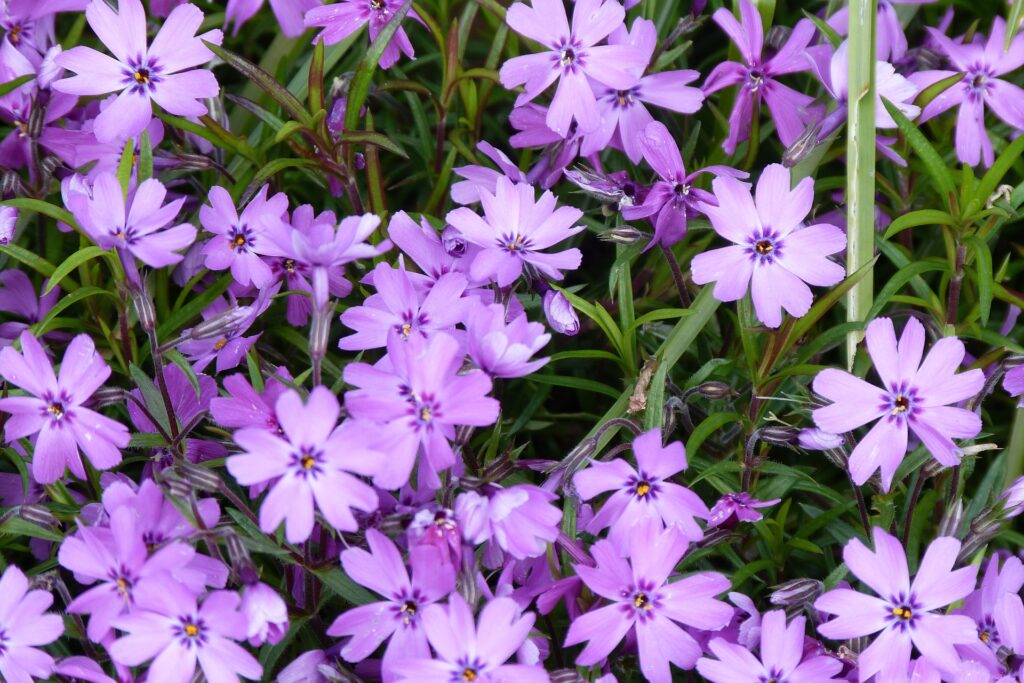 Image by Peter from Pixabay