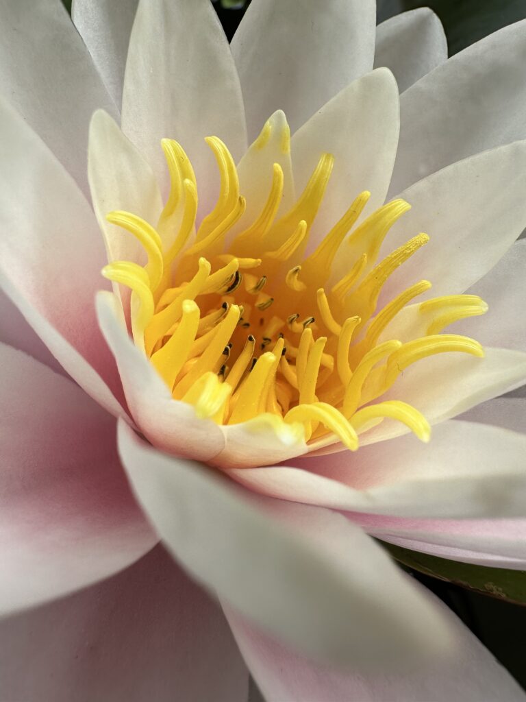 Image by MedakaMama from Pixabay waterlily