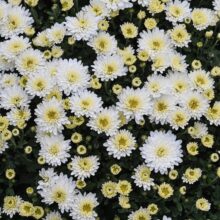 alexas_fotos-chrysanthemums via Pixabay