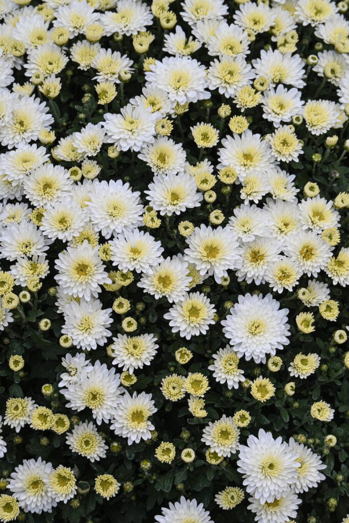 alexas_fotos-chrysanthemums via Pixabay