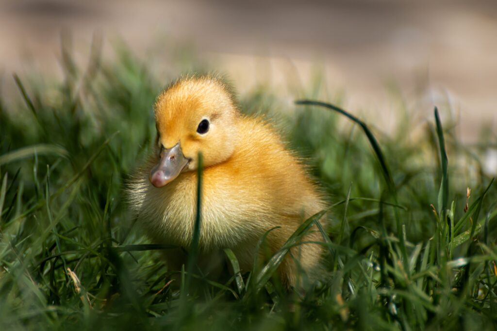 birgl-duck Image by Birgit from Pixabay