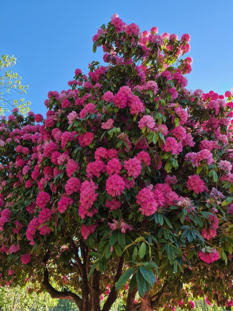 flowers spring 2026