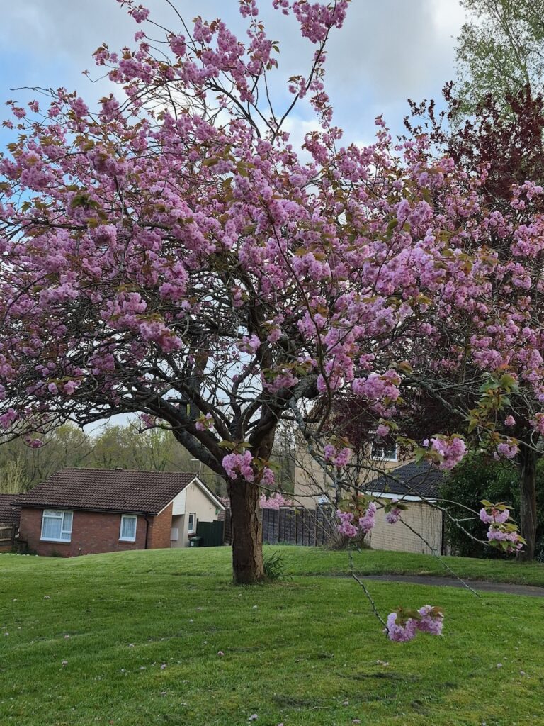 spring 2026 flowers blossoms in Chandler's Ford