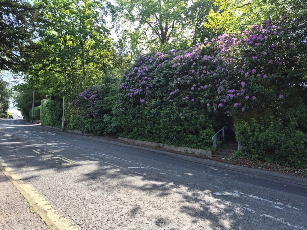 Chandler's Ford flowers May June