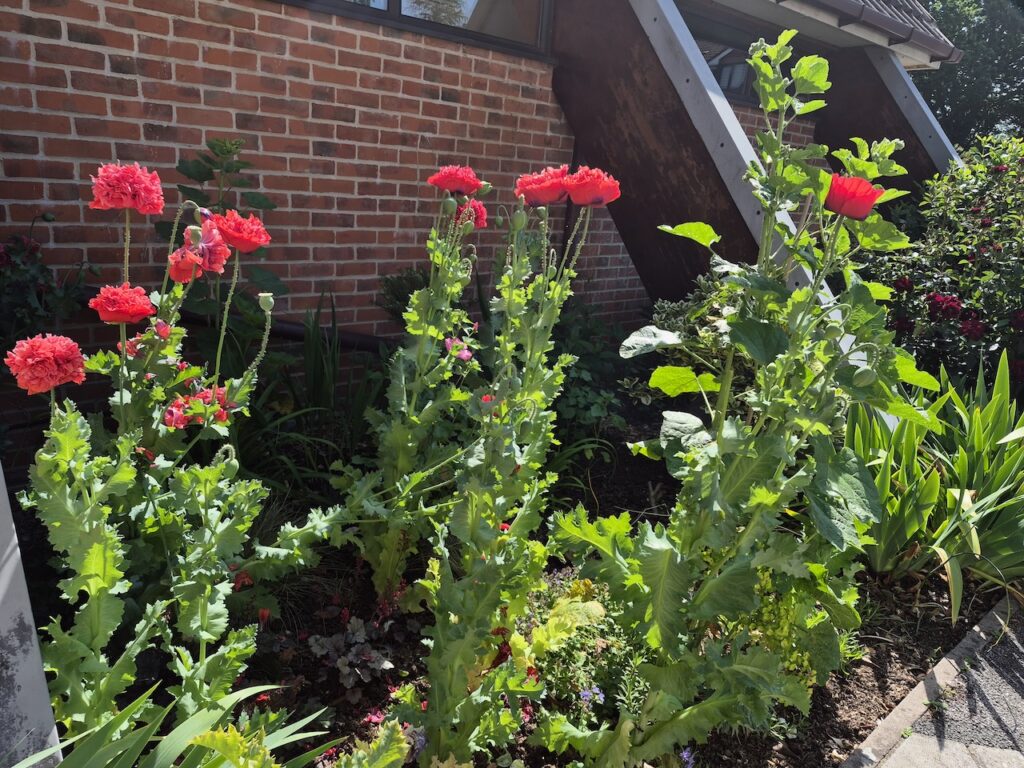 Flowers Chandler's Ford June
