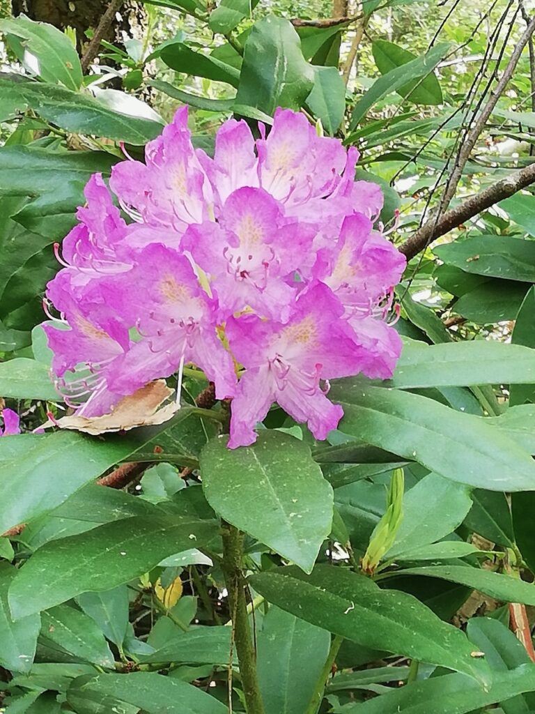 pink flowers