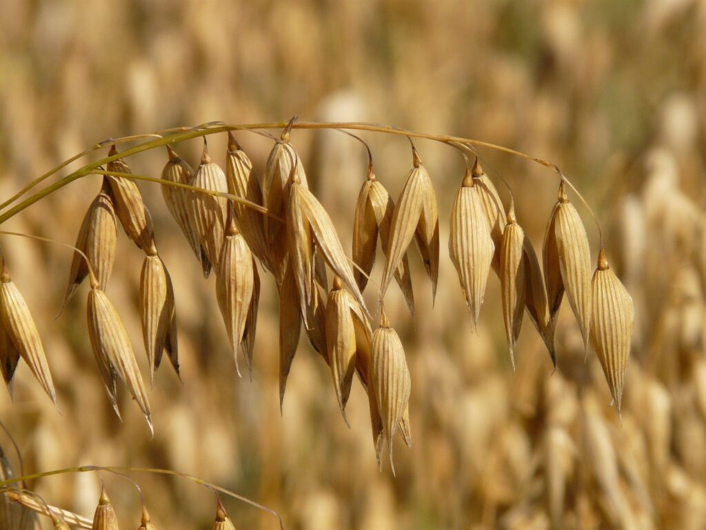 Oats Image by Hans from Pixabay