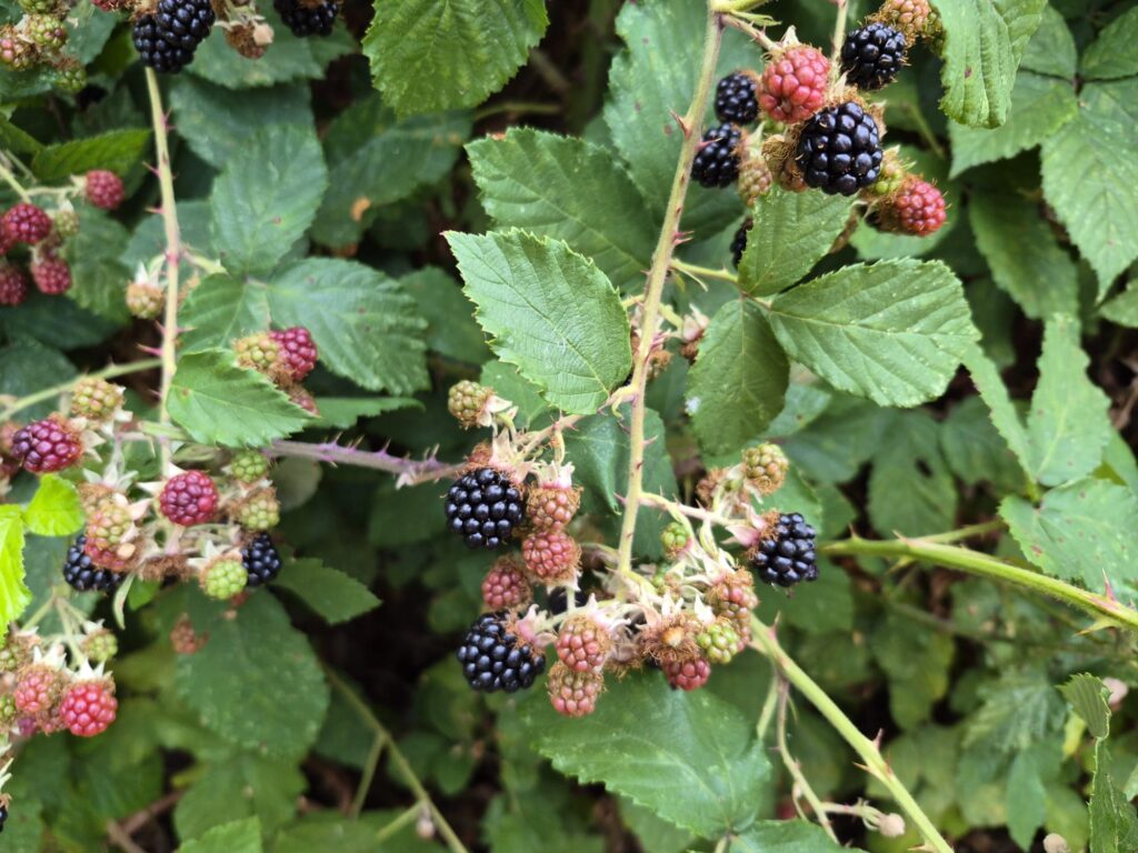 blackberries Chandler's Ford