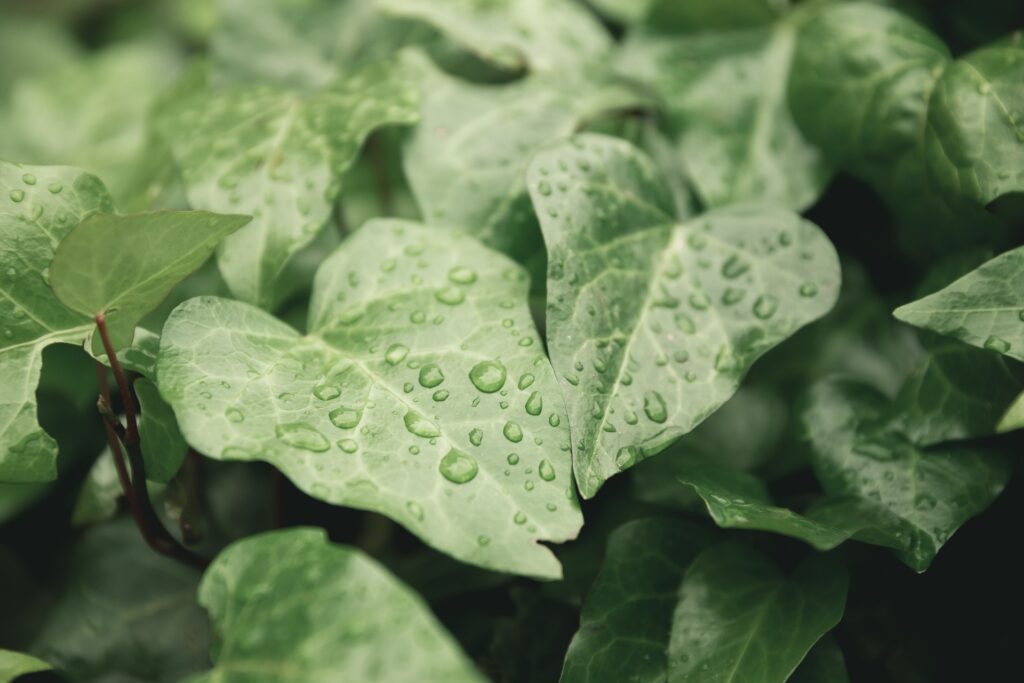 rain Image by KAIRON VOSS from Pixabay
