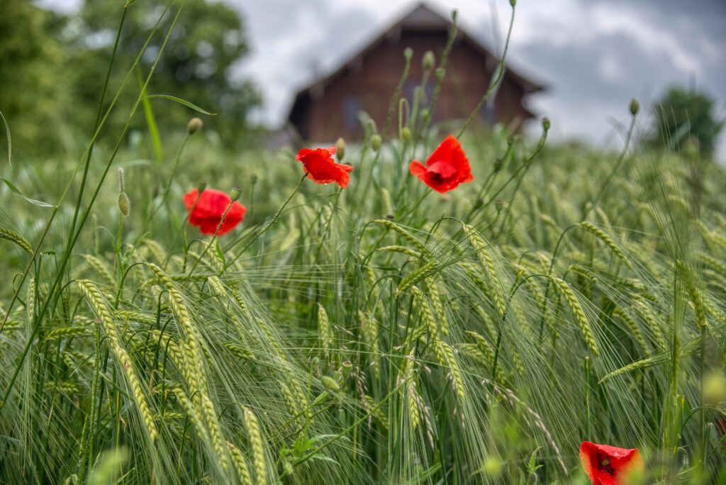 Image by Gabriele Lässer from Pixabay