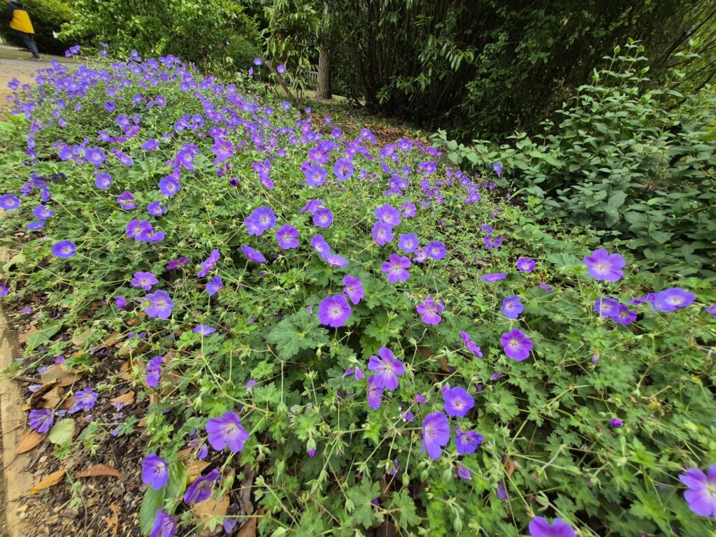 HIllier Gardens photo Sep 2026 