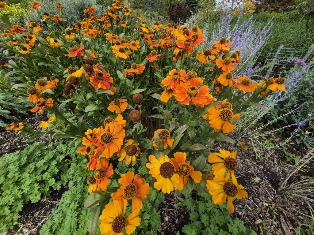 HIllier Gardens photo Sep 2026