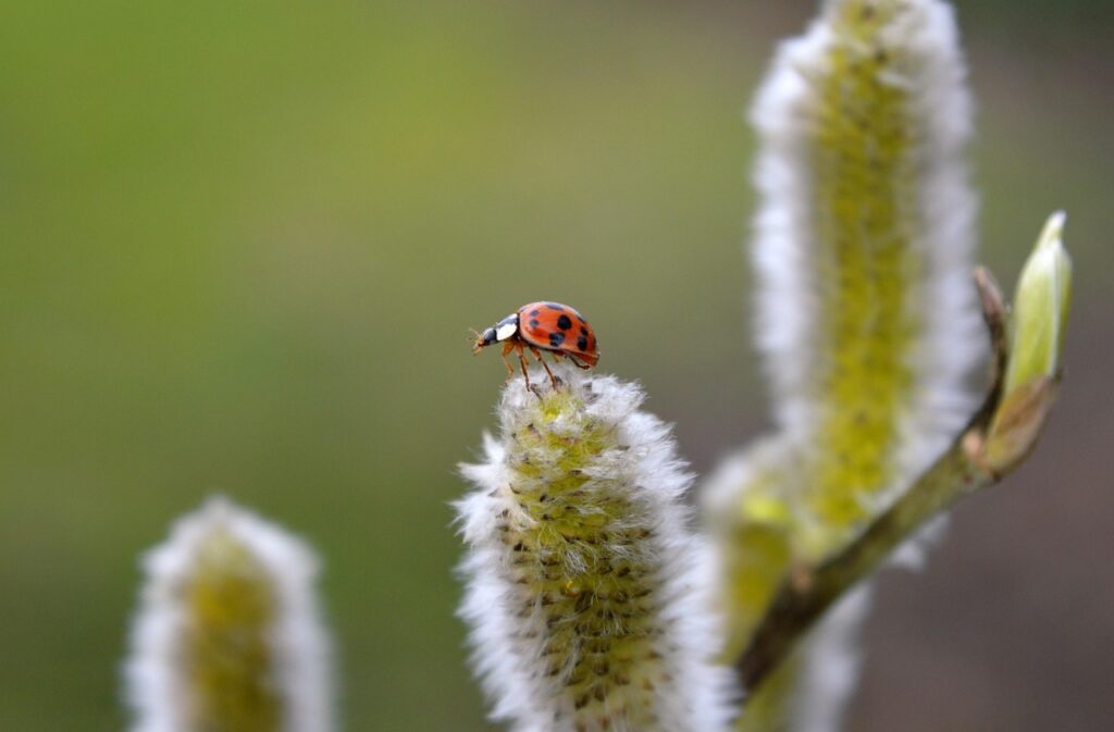 image by neelam279 willow catkin via Pixabay