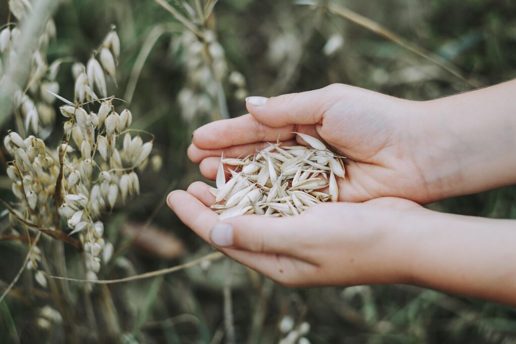 Image by Markus Spiske from Pixabay markusspiske-oats