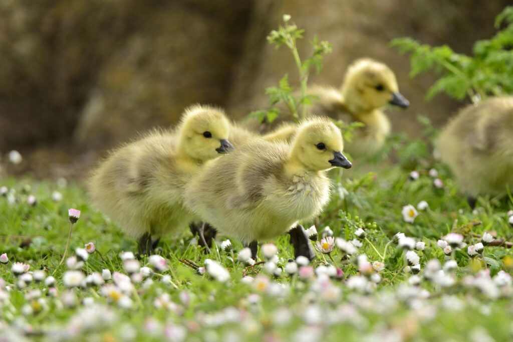 ducklings Image by Artur Pacek from Pixabay