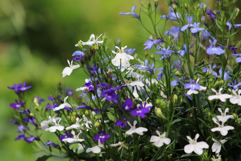 lobelia Image by Ingrid Bischler from Pixabay